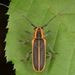 Saperda lateralis - Photo (c) skitterbug,  זכויות יוצרים חלקיות (CC BY), uploaded by skitterbug