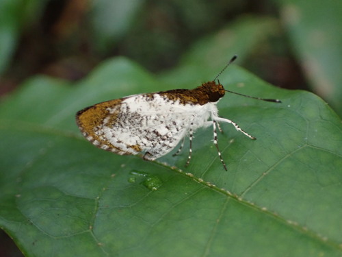 Malagasy Dart
