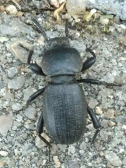 Scaurus uncinus