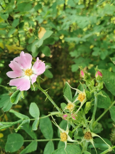 Stambiavaisis erškėtis