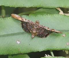 Calindoea cumulalis