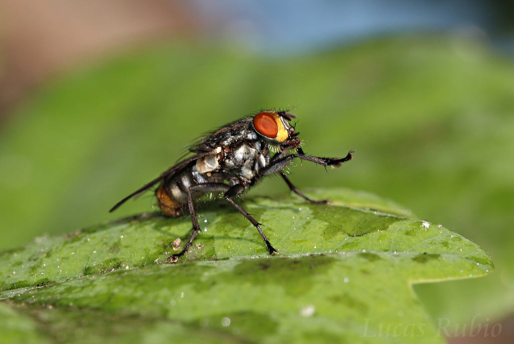 Oxysarcodexia paulistanensis