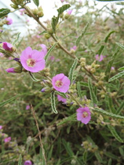 Sphaeralcea angustifolia