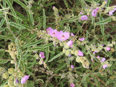 Sphaeralcea angustifolia