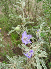 Solanum elaeagnifolium