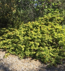 Fremontodendron decumbens