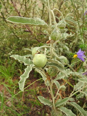 Solanum elaeagnifolium