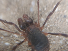 Protolophus singularis