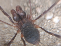 Protolophus singularis