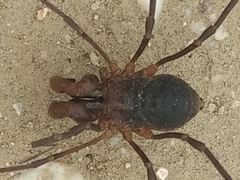 Protolophus singularis