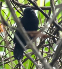 Thamnophilus nigriceps