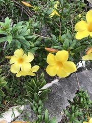 Allamanda cathartica