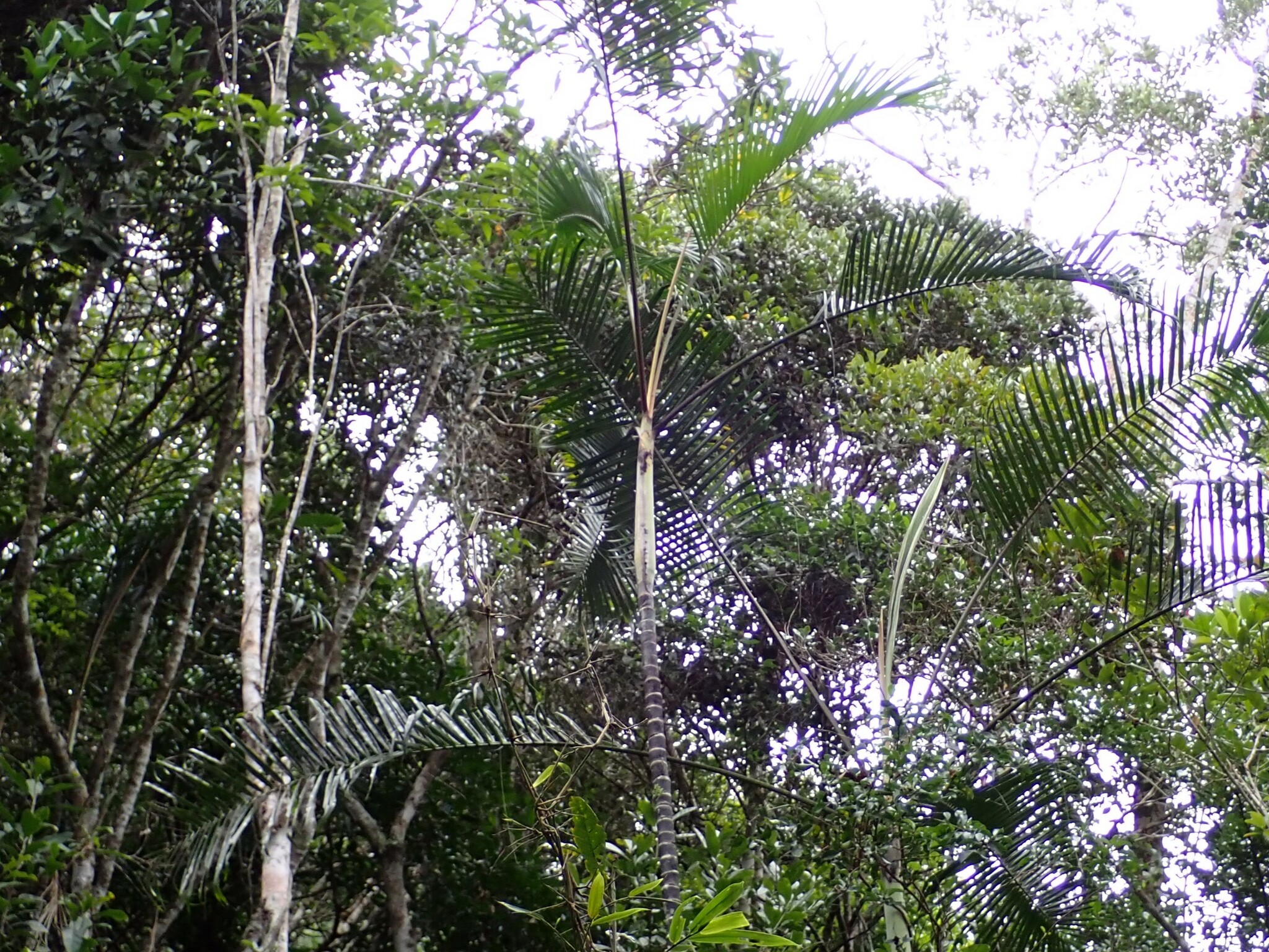 Sugarcane Palm (Dypsis baronii)