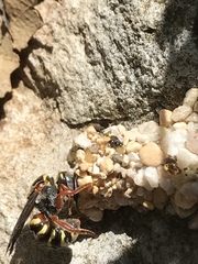Dianthidium texanum