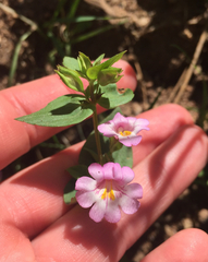 Erythranthe inconspicua