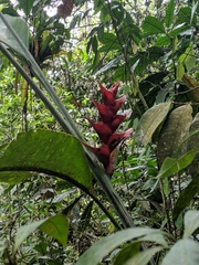 Heliconia caribaea