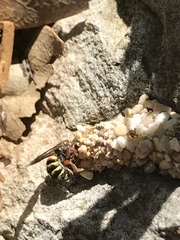 Dianthidium texanum