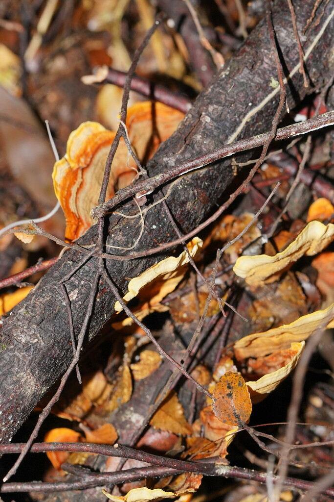 False Turkey-Tail from Ada VIC 3833, Australia on May 29, 2024 at 09:39 ...