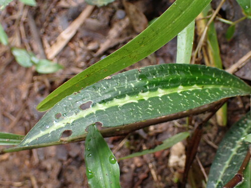 Cynorkis ridleyi