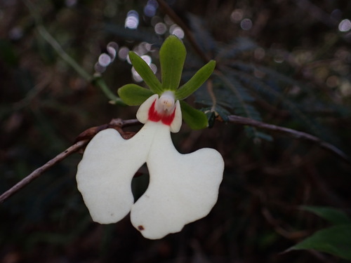 Oeonia rosea, photograph 3