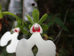 Oeonia rosea, photograph (c) Louis Aureglia, some rights reserved (CC BY)