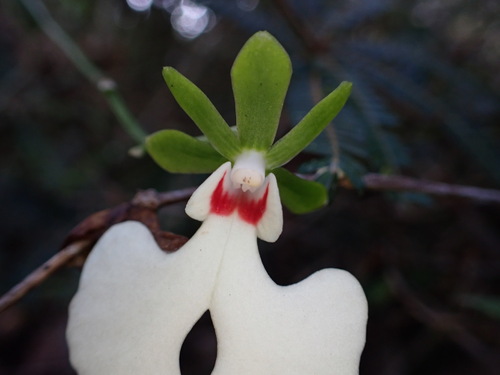 Oeonia rosea, photograph 4