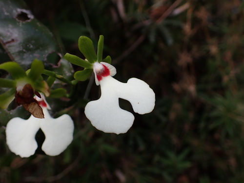 Oeonia rosea, photograph 6
