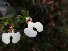 Oeonia rosea, photograph (c) Louis Aureglia, some rights reserved (CC BY)