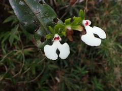 Oeonia rosea, photograph (c) Louis Aureglia, some rights reserved (CC BY)