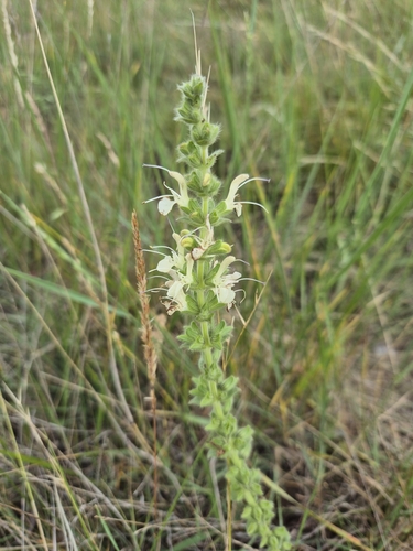 Image of Salvia austriaca by (c) Christoph Moning, some rights reserved (CC BY)