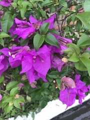 Bougainvillea