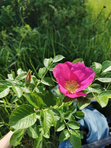 Raukšlėtalapis erškėtis