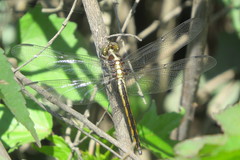 Libellula vibrans