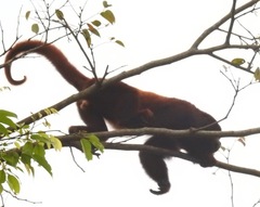 Alouatta seniculus