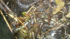 Psilocybe ovoideocystidiata