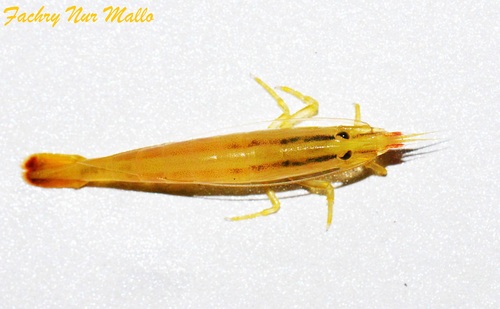 Atyopsis moluccensis observed 2024-05-28