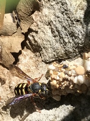 Dianthidium texanum