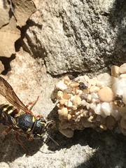 Dianthidium texanum