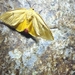Camptoloma vanata - Photo (c) jiuheng92，保留部份權利CC BY-NC