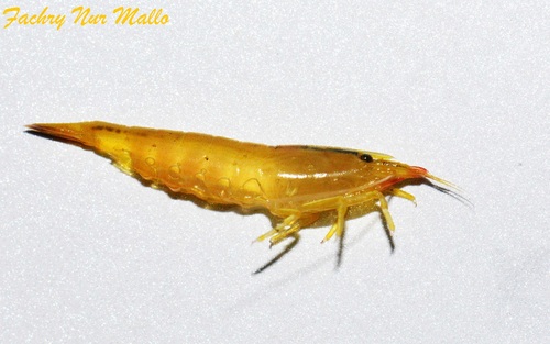 Atyopsis moluccensis observed 2024-05-28