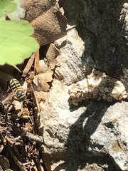 Dianthidium texanum