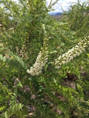 Eysenhardtia orthocarpa