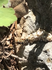 Dianthidium texanum