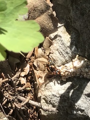 Dianthidium texanum