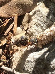 Dianthidium texanum