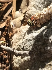 Dianthidium texanum