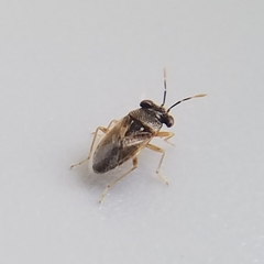 Geocoris punctipes