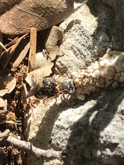 Dianthidium texanum