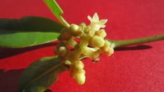 Eumachia chaenotricha
