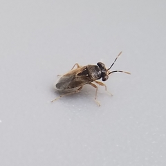 Geocoris punctipes